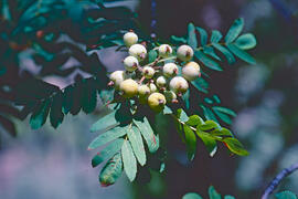 Moixera ("Sorbus domestica")