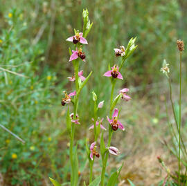 Mosca vermella ("Ophrys tenthredinifera")