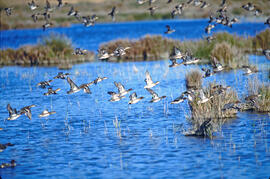 Grup de xarxets americans ("Anas carolinensis") volant
