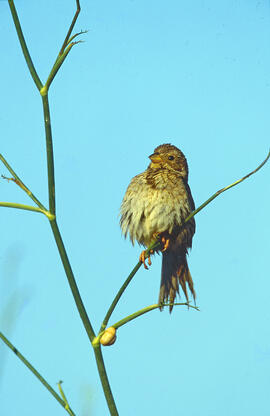 Sól·lera ("Emberiza calandra")