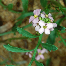 Rave de mar ("Cakile maritima")