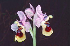 Mosca vermella ("Ophrys tenthredinifera")