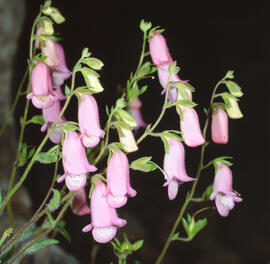 Dedalera ("Digitalis purpurea")