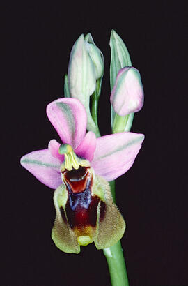 Mosca vermella ("Ophrys tenthredinifera")