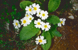 Primavera blanca ("Primula vulgaris")