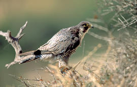 Falcó ("Falco peregrinus")