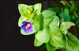 Anagall ("Lysimachia arvensis")