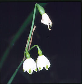 Campaneta d'hivern ("Galanthus plicatus")