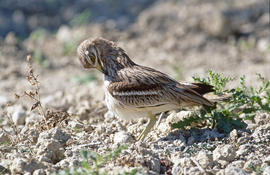 Sebel·lí ("Burhinus oedicnemus")