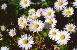 Margalides ("Bellis sylvestris")