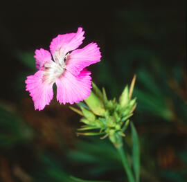 Clavell ("Dianthus rupicola")