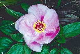 Peònia ("Paeonia mascula")