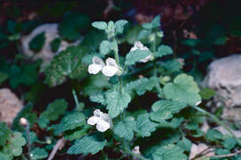 Melissa ("Melissa officinalis L.")
