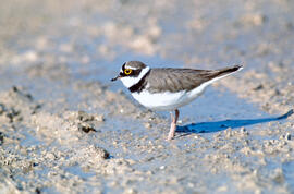 Tiruril·lo ("Charadrius alexandrinus")