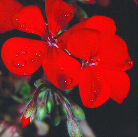 Gerani vermell ("Pelargonium")