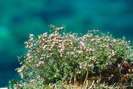 "Eriogonum pelinophilum"