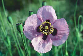 Cascall ("Papaver somniferum")
