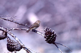 Ull de bou ("Phylloscopus collybita")