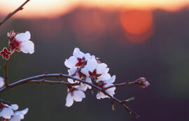 Flor d'ametller ("Prunus dulcis")