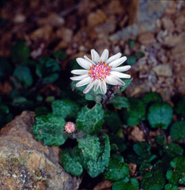 Margalideta de la mar ("Senecio rodriguezii")