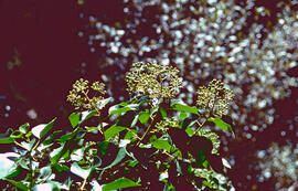 Llorer bord ("Viburnum tinus")