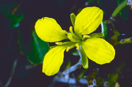 Mostassa borda ("Sinapis arvensis")
