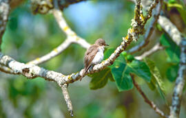 Picamosques ("Muscicapa striata")