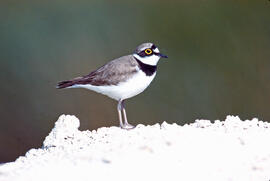 Tiruril·lo ("Charadrius alexandrinus")