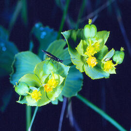 Lleteresa ("Euphorbia serrata") amb insecte