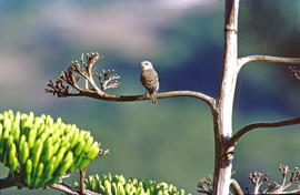 Picamosques ("Muscicapa striata")