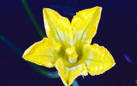 Metzines ("Solanum linnaeanum")