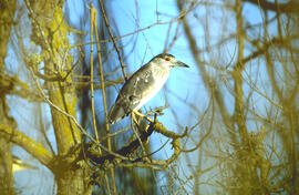 Orval ("Nycticorax nycticorax")