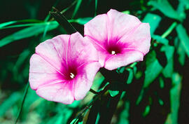 Campaneta ("Convolvulus arvensis")