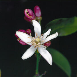 Llimonera ("Citrus limon")