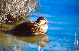 Xarxet americà ("Anas carolinensis")