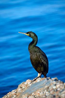 Corb marí ("Phalacrocorax aristotelis")