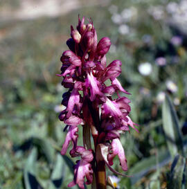 Mosques grosses ("Himantoglossum robertianum")