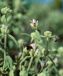 Matagall ("Phlomis purpurea")