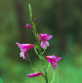 Gladiol ("Gladiolus illyricus")