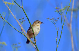 Ull de bou ("Cisticola juncidis")