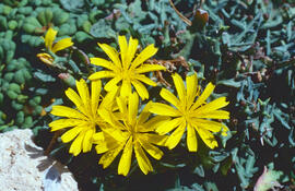 Gatell ("Launaea cervicornis")