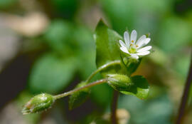 Morró ("Stellaria media")