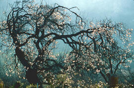 Ametler en flor ("Prunus amygdalus")