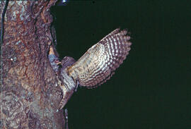 Mussol jove ("Otus scops")
