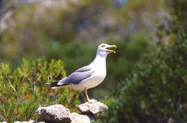 Gavina ("Larus michahellis")