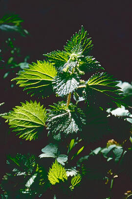 Ortiga ("Urtica")