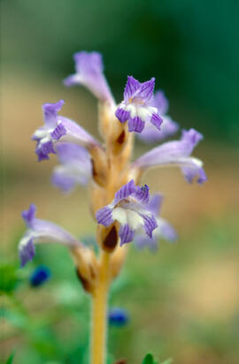 Espàrec bord ("Orobanche ramosa")