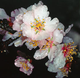 Flor d'ametller ("Prunus dulcis")
