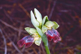 Mosca vermella ("Ophrys tenthredinifera")