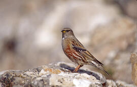 Xalambrí de muntanya ("Prunella collaris")